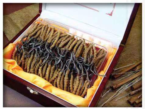 常熟冬虫夏草回收